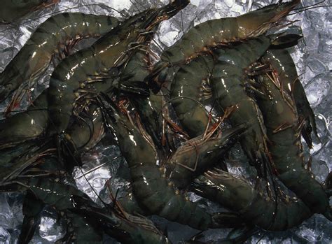 Black Tiger Prawns Seafood Delivery Sydney Manettas Seafood