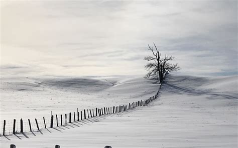 3840x2400 Lonely Tree In Snow Field 4k 3840x2400 Resolution Wallpaper