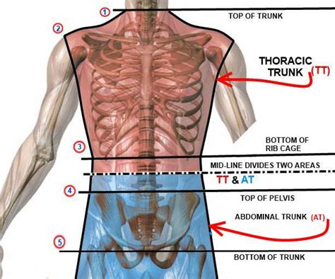 Learn more about the hardest working muscle in the body with this quick guide to the anatomy of the heart. Measuring the TRUNK INDEX | HOW TO SOMATOTYPE