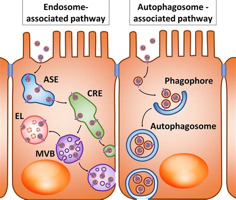 Frontiers Endocytosis And Transcytosis Of SARS CoV 2 Across The