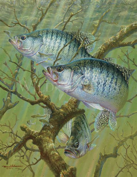 Brush Bite—white Crappie Fish Art Fish Artwork Fish Painting
