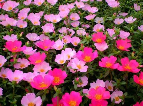 Portulaca Moss Rose Happy Hour Tropical Ground Cover Plant Etsy