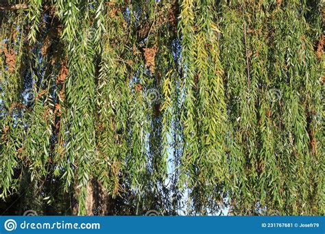 Branches Of A Weeping Willow Tree Hanging Stock Image Image Of Leaf