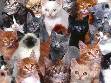 desktop wallpaper cats