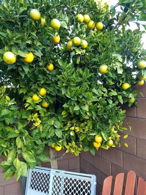 Xtremehorticulture of the Desert: Citrus Fruit Production in Southern ...
