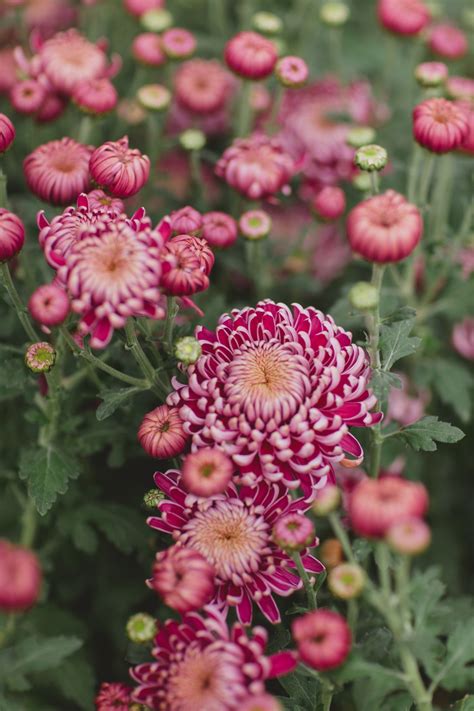 Top Tips For Arranging Mums Flower Magazine