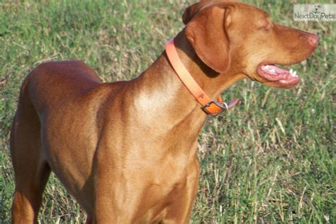 They have proven themselves to be great field, show we will breed in november again. Blue Boy | Vizsla puppy for sale near Victoria, Texas ...