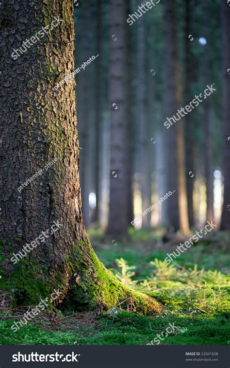 Forest Late Afternoon Stock Photo 22041658 Shutterstock