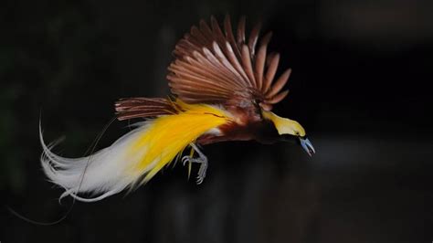 Burung yang satu ini memiliki banyak sekali keunggulan dibandingkan dengan jenis. 20 Jenis dan Gambar Burung Cenderawasih Tercantik di ...