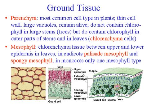 Ground Tissue In Plants Plant Ideas