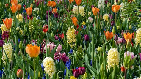 When To Plant Spring Bulbs For Beautiful Flowers