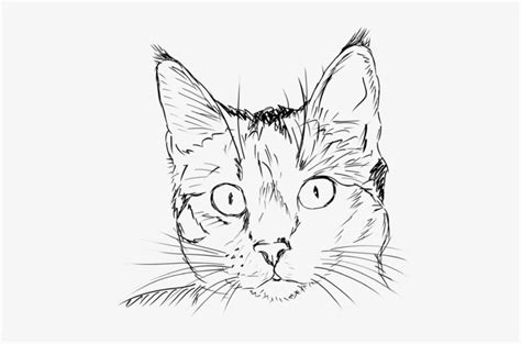 Cat Line Drawing Cat Head Coloring Page Transparent Png 485x480