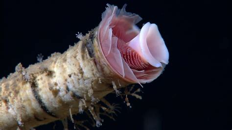 Tubeworm Closeup Smithsonian Ocean