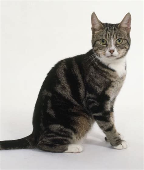 We did not find results for: Exploring the 5 Different Patterns of Tabby Cats | The ...