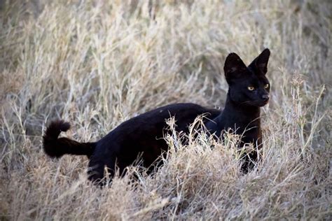 10 Wild Cats Of Africa And Their Unique Ways Of Being A Cat