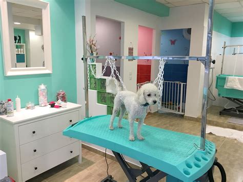 Pin by Georgia Chrysostomou on Angel's Grooming Centre | Dog grooming