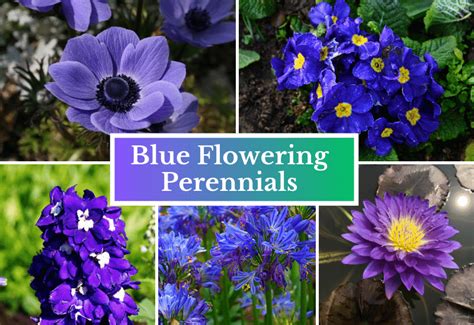 20 Blue Flowering Perennials To Add Some Serenity To Your Garden