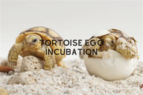 Tortoise Egg Incubator The Ultimate Guide To Successful Hatching Fuhui Appliances