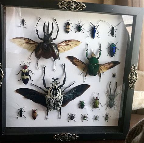 Real Mixed Insect Display Etsy Display Goliath Beetle Insects