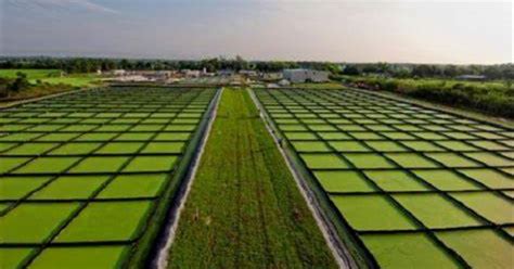 Co2 Utilization In Algae Farming For Sustainable Food Production Sustainbly