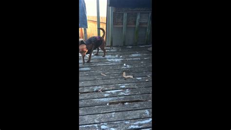 how do you spell dog? - YouTube