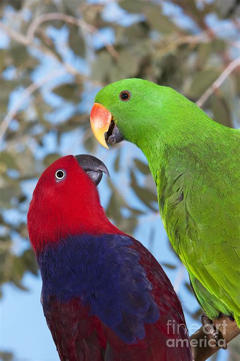 Male And Female Eclectus Parrots Photograph By Gerard Lacz Fine Art America