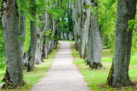 Tree Alley In Summer With A Gravel Path Park Road Perspective With