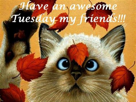 Funny tuesday memes these good morning tuesday blessings are all you need to stay motivated on a tuesday morning. 17 Best images about Tuesday Blessings on Pinterest | Graphics, Happy tuesday quotes and Tuesday ...