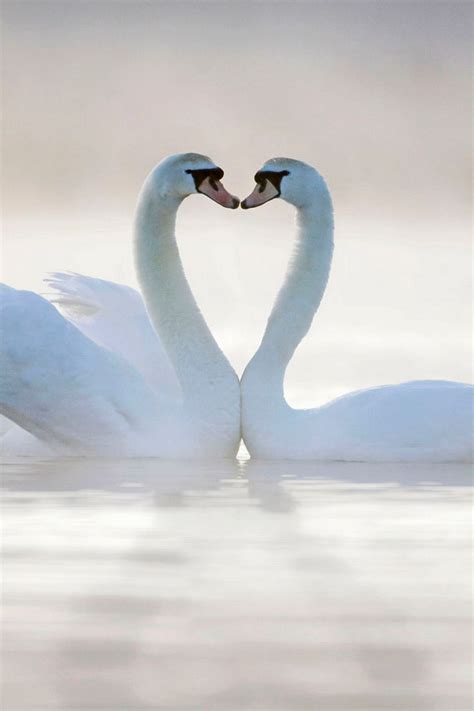 Two Swans Form A Heart Shape Surrounded By Early Morning Mist In