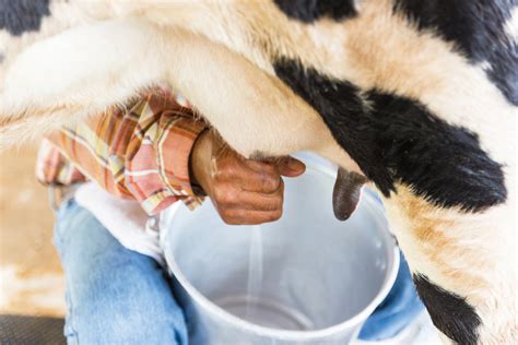 How To Treat Mastitis In Cows Naturally Grit