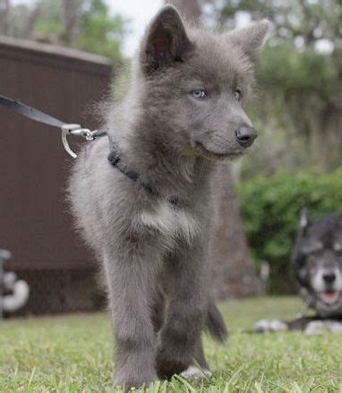 A gerberian shepsky puppy's temperament is hard to determine right away. Cute Puppies For Sale Near Me Craigslist - l2sanpiero