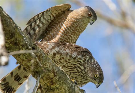Male And Female Coopers Hawk Photograph By Marc Crumpler Pixels