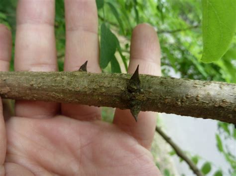 Transformational Gardening Black Locust False Acacia Robinia
