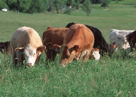 Maintaining Cattle Performance While Grazing Fescue Pastures Western
