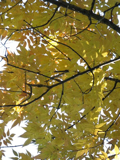 Now Is A Good Time To See Ash Trees Friesner Herbarium Blog About Indiana Plants