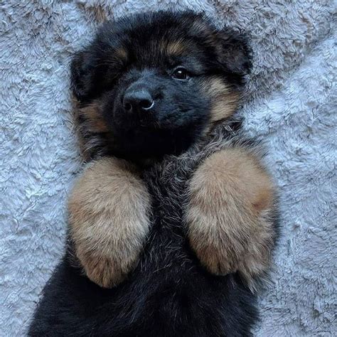 A Black And Brown Puppy Is Sitting On Its Hind Legs With Its Front Paws Up