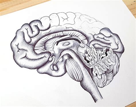 Brain Line Drawing