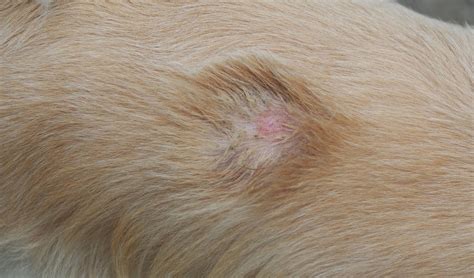Common Skin Conditions Diagnoses And Treatments In Dogs Fauna Care