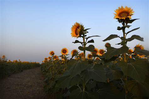 Photos Theres Still Time To Visit Kansas Sunflower Fields Ksnt 27 News