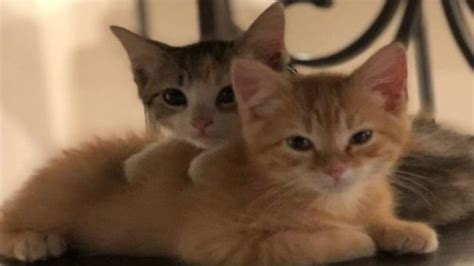 This Company Has Two Adorable Office Kittens Named Debit And Credit