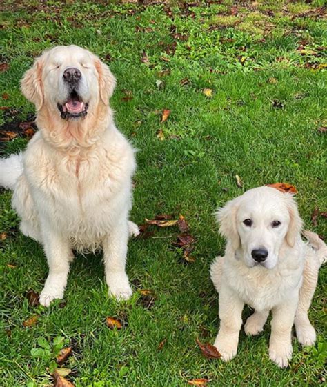 For proper growth and development, you have to feed him good quality dog food. Golden Retriever Puppy Becomes Guide For Blind Dog