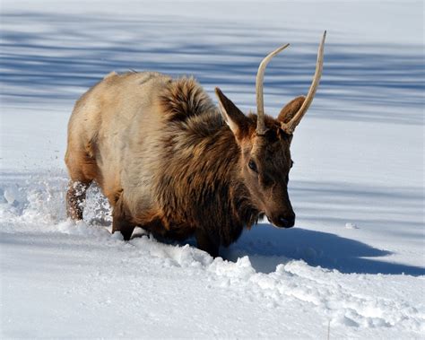 Free Photo Elk Snow Wildlife Wild Deer Free Image On Pixabay