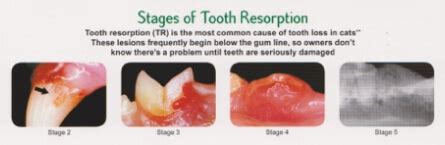 1280 x 720 jpeg 55 кб. Feline Tooth Resorption - Aztec Animal Clinic