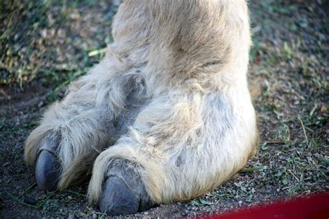 Camel Toes Stock Image Image Of Veterinary Animals 95283859