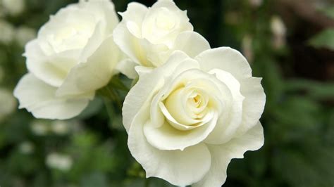 Beautiful White Roses In The Garden Wallpapers And Images Types