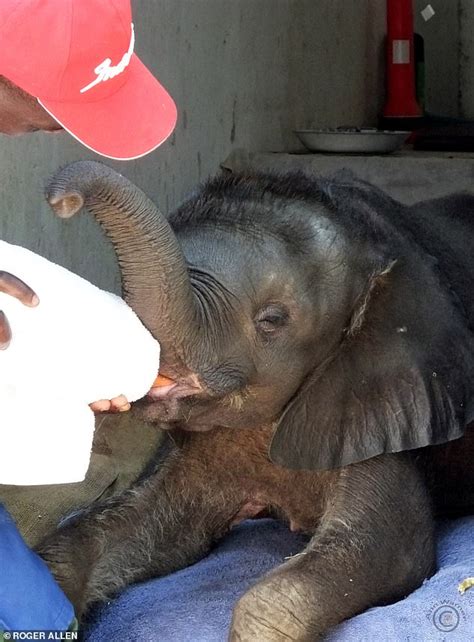 How My Little Jumbo Packed Her Trunk And Left Home For A New Life In