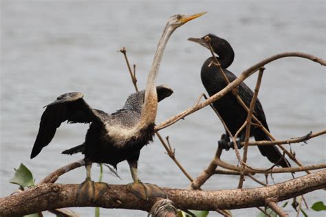 Oriental Darter Birds Of Timor Leste · Inaturalist