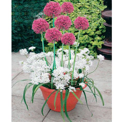 Plant O Tray Patio Pre Planted Bulbs Allium All Flower