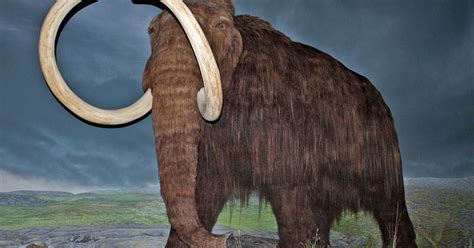 Scientists Uncover Frozen Mammoth Blood Flows Out Cnet