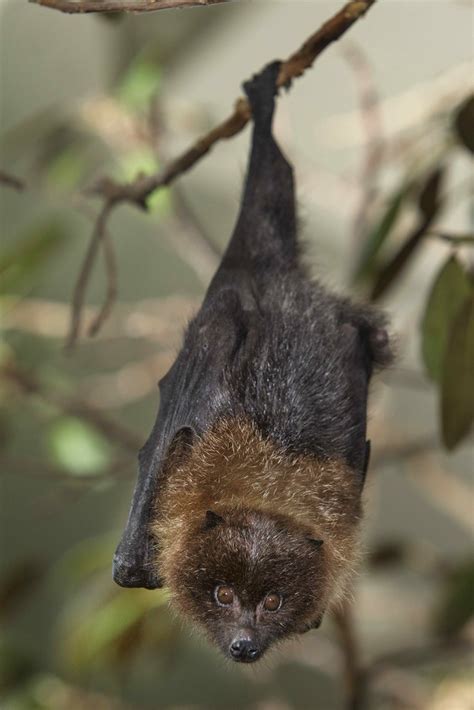 Rodrigues Fruit Bat San Diego Zoo Wildlife Alliance Flickr